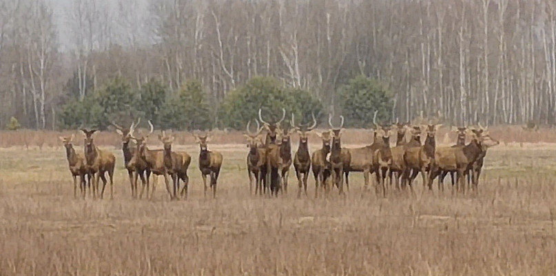 Przyroda korzysta z epidemii: biała sarna, stado jeleni, wilki [WIDEO]