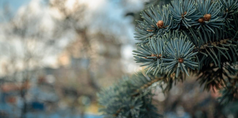 Odmiany świerków, które sprawdzą się w Twoim ogrodzie