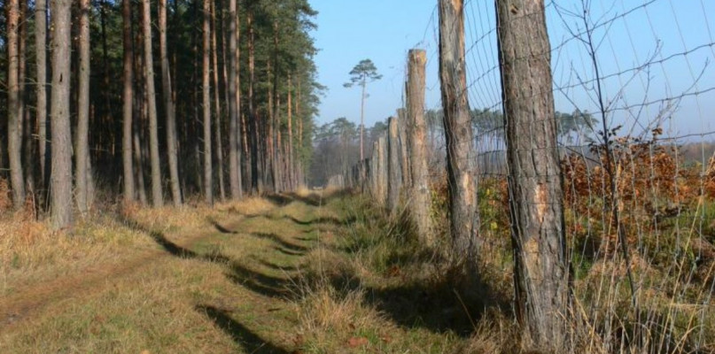 Fot. Nadleśnictwo Dąbrowa Tarnowska.