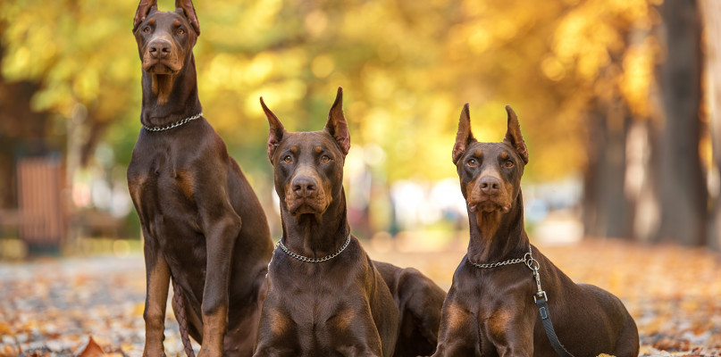 Duże psy: spore wyzwanie, ale wielka miłość