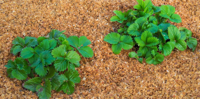 Efektywne i naturalne ściółkowanie roślin ozdobnych