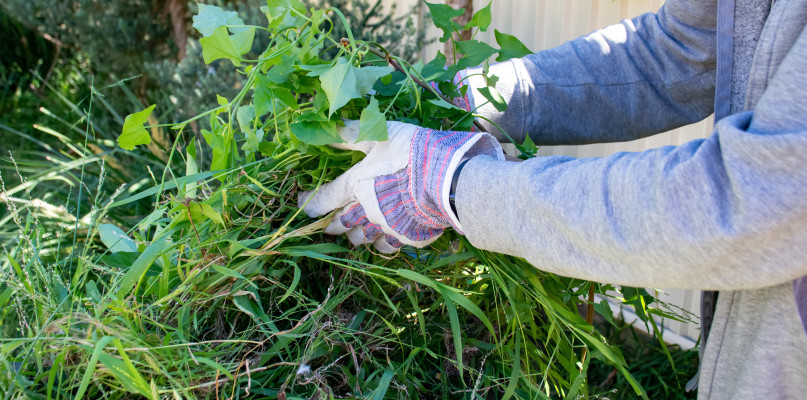 Opłaty za odbiór odpadów zielonych. Co na to radni?
