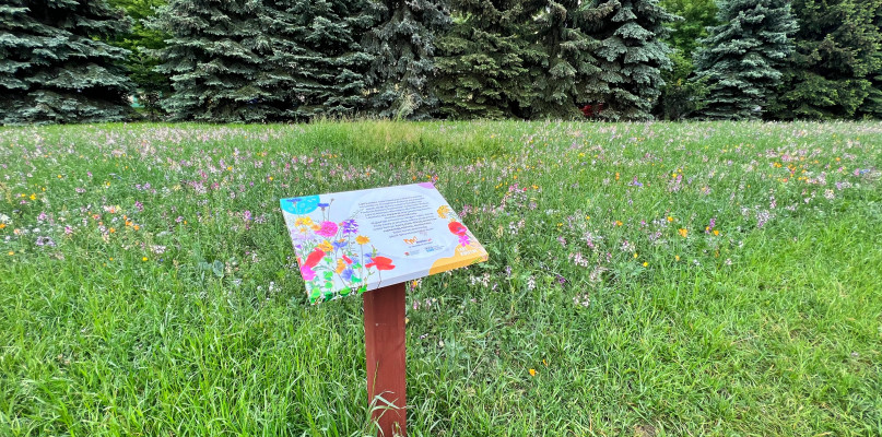 Łąka kwietna za 44 tys. zł. Radny: Co tam tyle kosztuje?