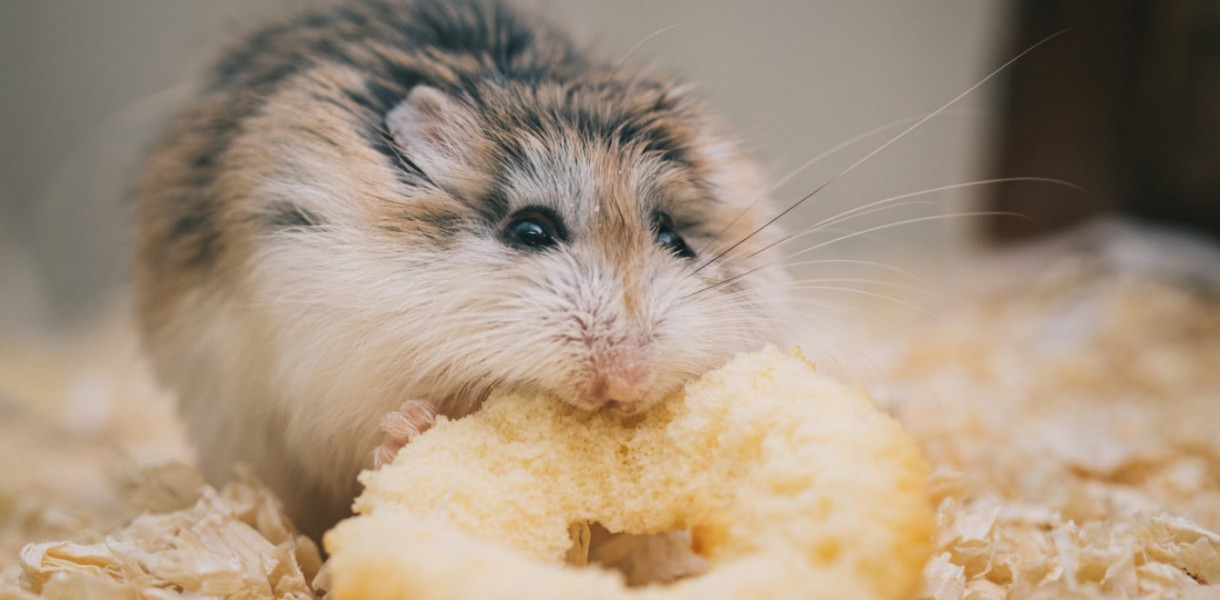 Najważniejsze informacje o szczurach domowych