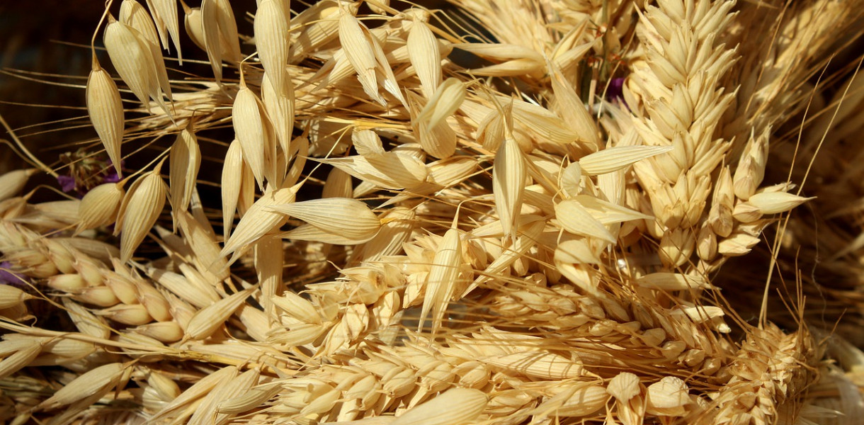 Śrutowniki do zboża – jaki model kupić?