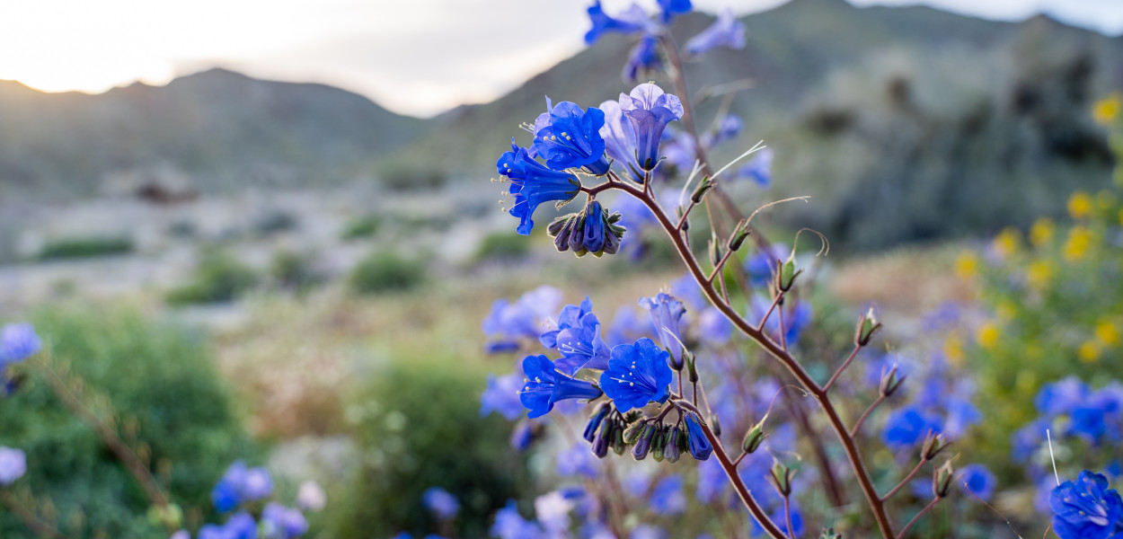 Facelia – dlaczego warto posadzić ją w przydomowym ogrodzie