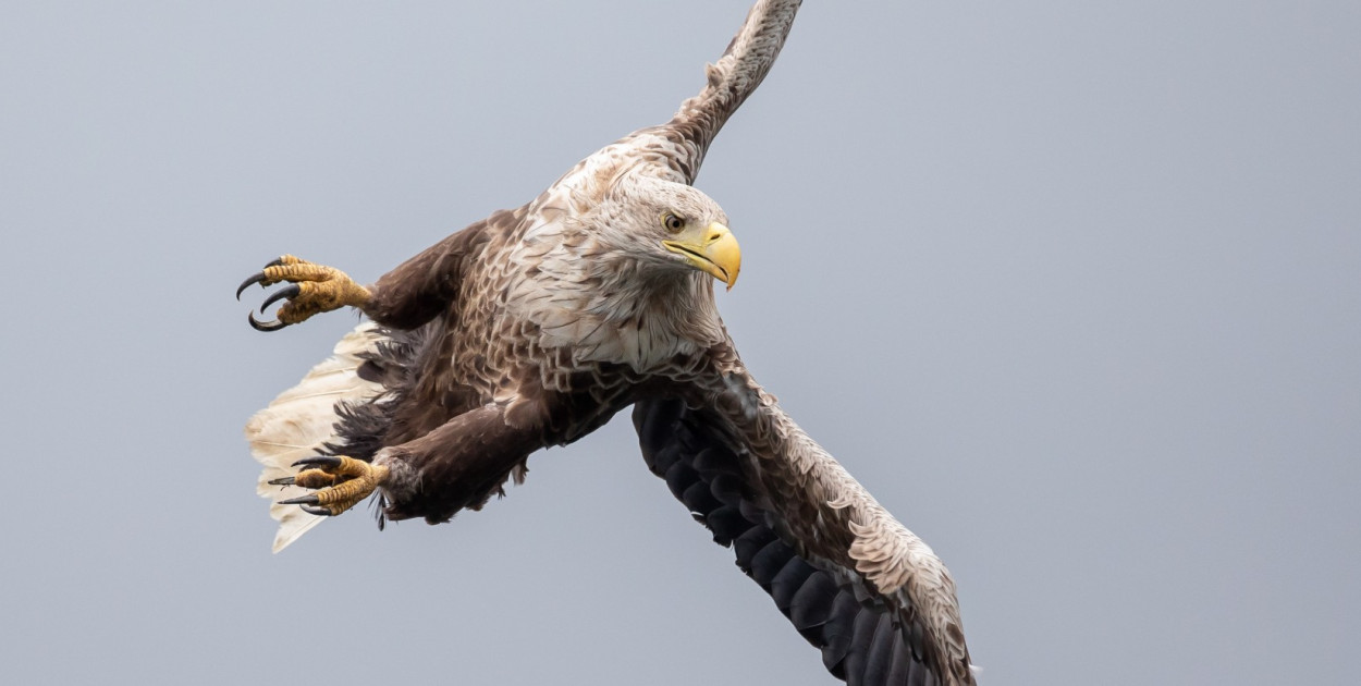 Mielec ma swojego orła bielika? „Mamy dwie strefy ochronne”