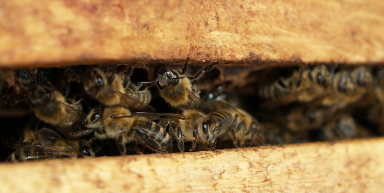 Choroba pszczół w Przyłęku. Mielec w obszarze zapowietrzonym