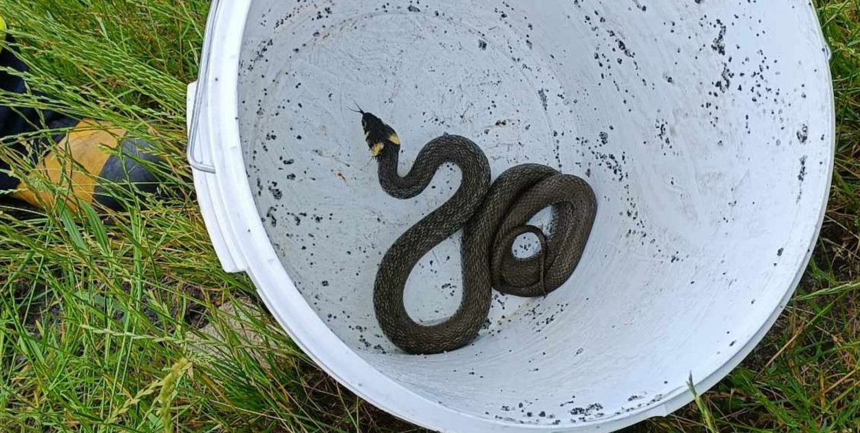 Wąż na prywatnej posesji. Interweniowali strażacy