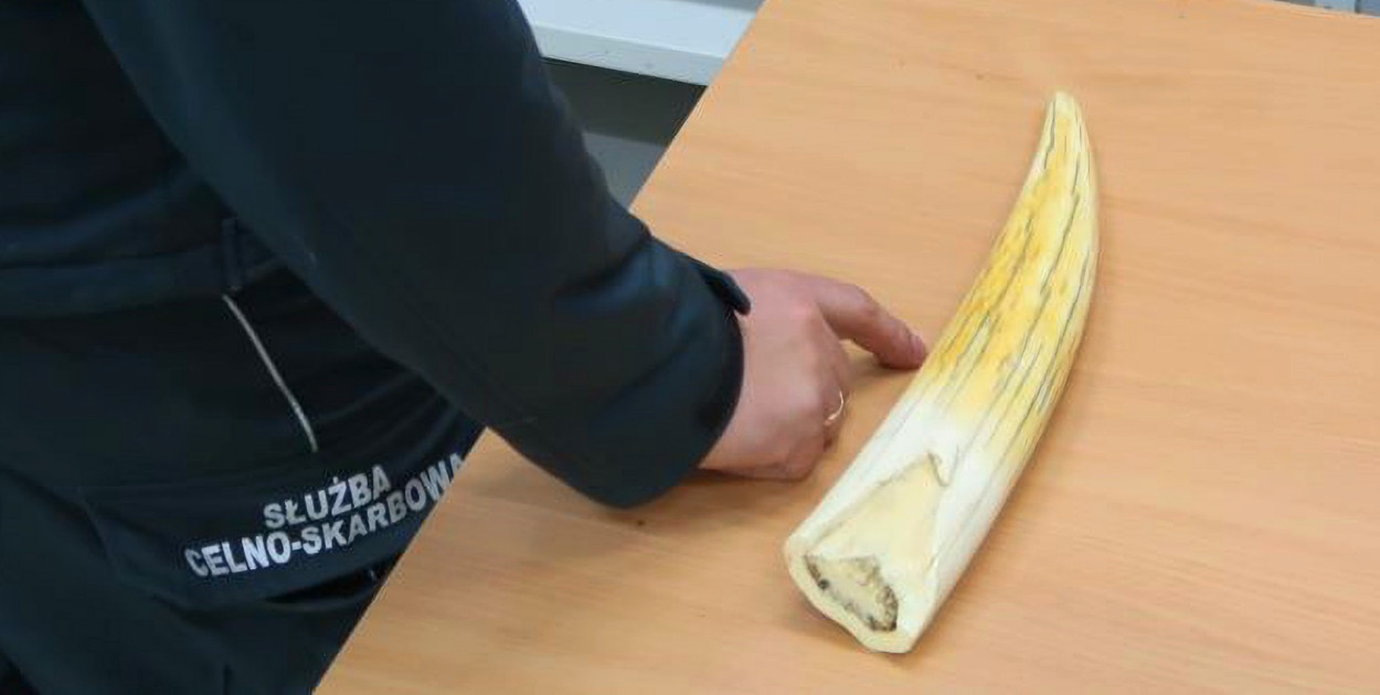 Wykryli kieł morsa! Co za to grozi?