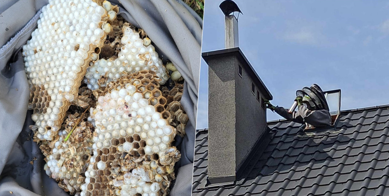 Plaga szerszeni i os. Rekordowa liczba interwencji w regionie