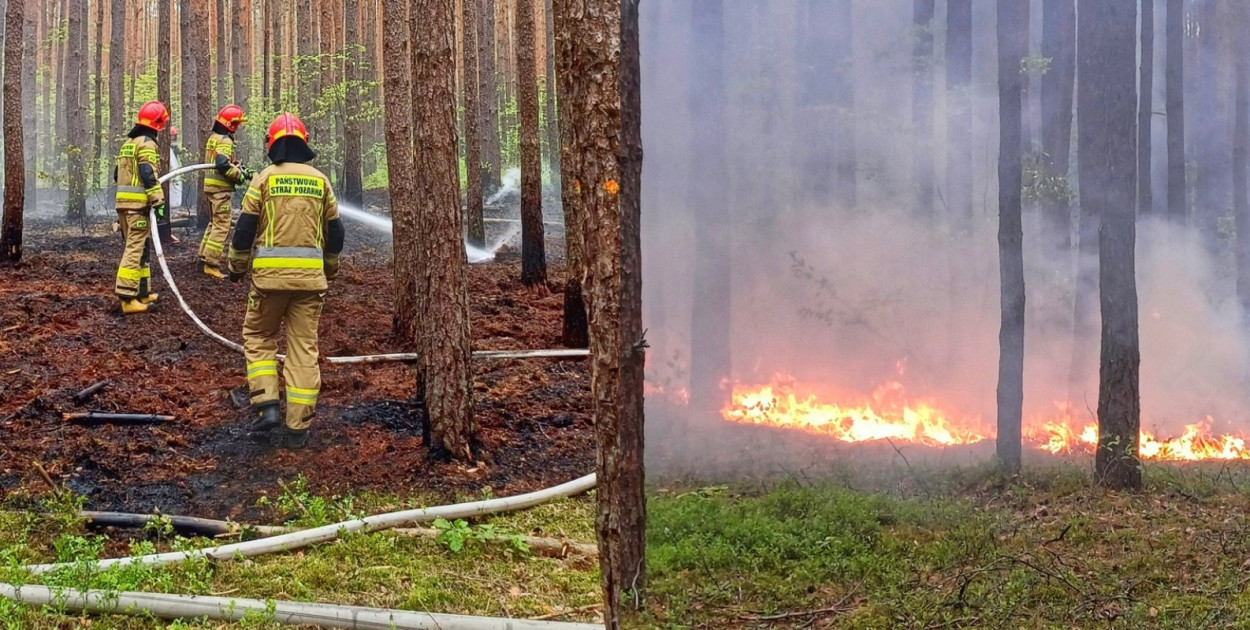 Fot. Nadleśnictwo Mielec