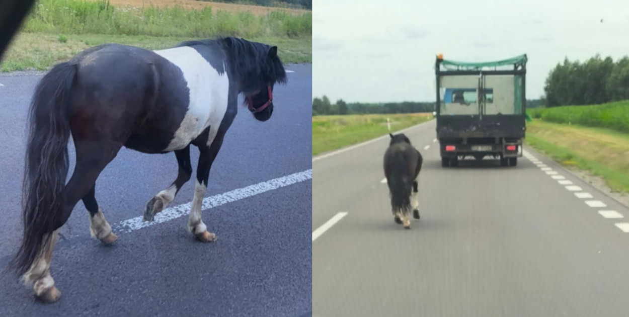 Uwaga! Koń na obwodnicy Mielca!