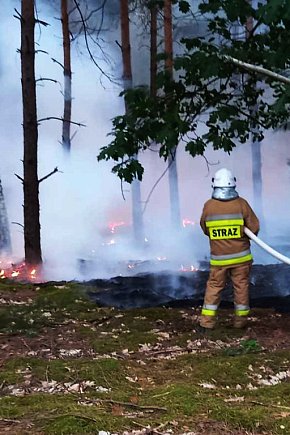 Pożar lasów w Szydłowcu-11450