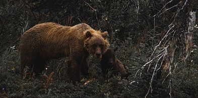 Niedźwiedzica z młodym niedźwiadkiem w kolejnej gminie powiatu mieleckiego!-85625