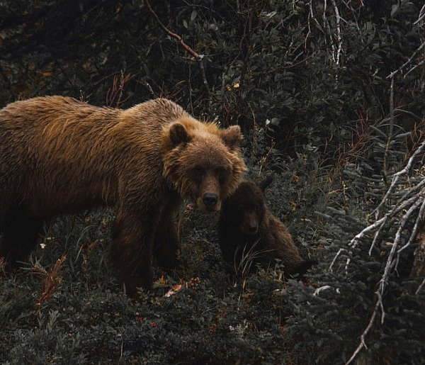 Niedźwiedzica z młodym niedźwiadkiem w kolejnej gminie powiatu mieleckiego!-85625