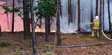 Pożar lasów pod Mielcem. Wielogodzinna akcja strażaków [FOTO]-86564