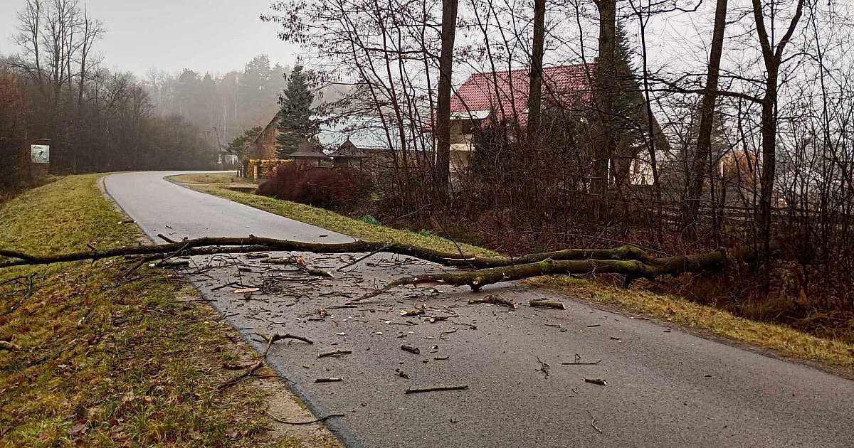 Złamane drzewo spadło na drogę. Interwencja - HEJ.MIELEC.PL