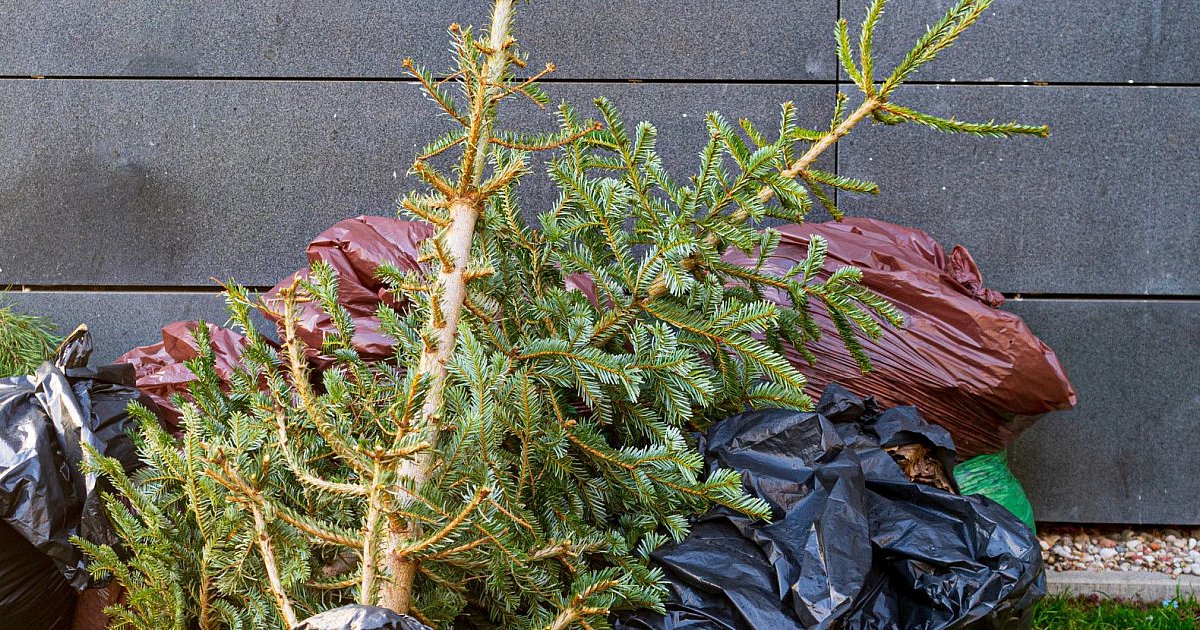 Co z odbiorem choinek w Mielcu? Sprawdź terminy - HEJ.MIELEC.PL