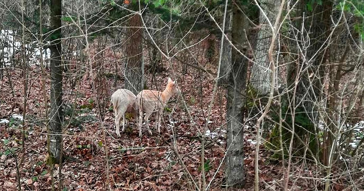 Niecodzienny widok w podmieleckich lasach. "Rzadko spotykane"  - HEJ.MIELEC.PL