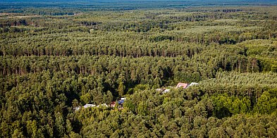 Spore powierzchnie lasu pod Mielcem objęte ochroną-94391