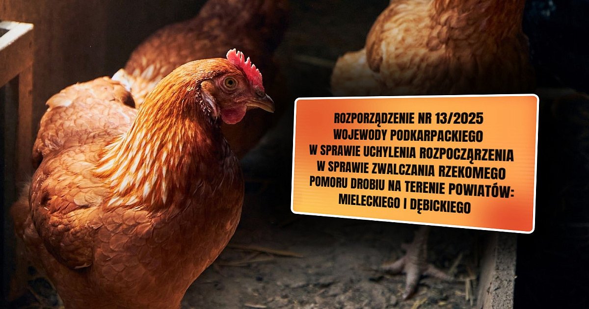 Jest decyzja ws. pomoru drobiu na terenie powiatu mieleckiego - HEJ.MIELEC.PL