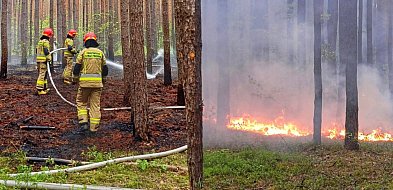 Płonął las w Szydłowcu, wcześniej doszło tam do podpalenia-96373
