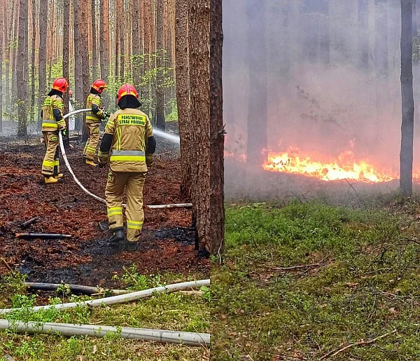 Płonął las w Szydłowcu, wcześniej doszło tam do podpalenia-96373