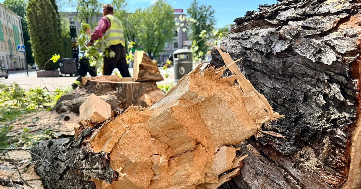 Na Placu AK wycięto dwa drzewa. "Realne zagrożenie" - HEJ.MIELEC.PL