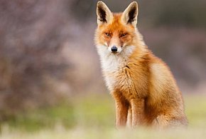 Będzie dodatkowa akcja szczepienia lisów-97530