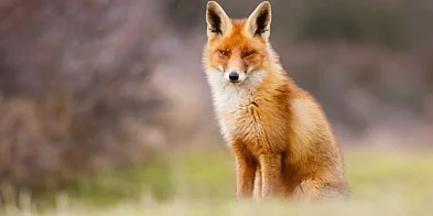 Będzie dodatkowa akcja szczepienia lisów-97530