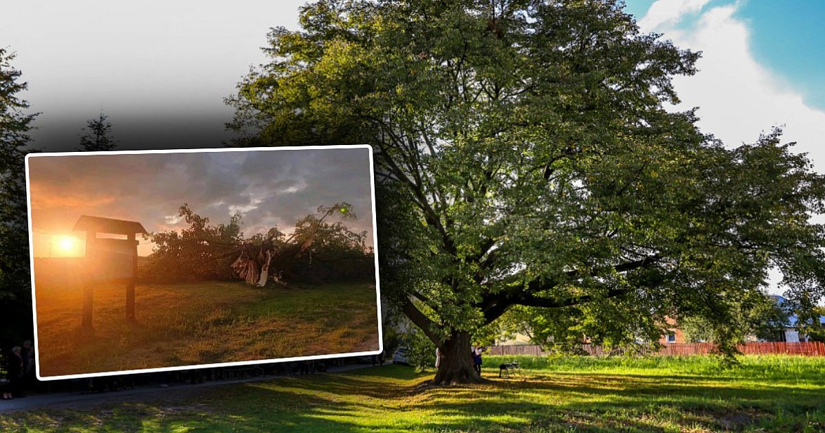 Lipa Św. Nepomucena nie przetrwała nawałnicy - HEJ.MIELEC.PL