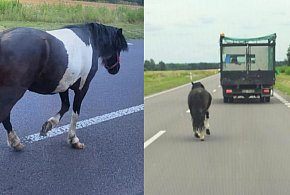 Uwaga! Koń na obwodnicy Mielca!-98128