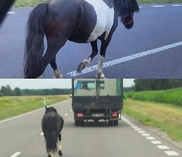 Uwaga! Koń na obwodnicy Mielca!-98128