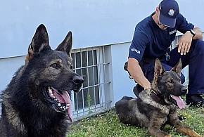 Mielecka Policja ma nowego psa służbowego. Czym zajmie się Dolar?-98358