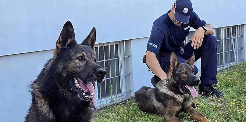 Mielecka Policja ma nowego psa służbowego. Czym zajmie się Dolar? - 98358