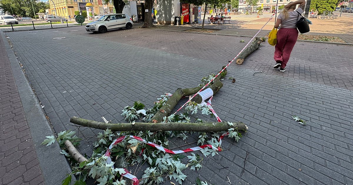 Kolejna wycinka na Placu AK! - HEJ.MIELEC.PL