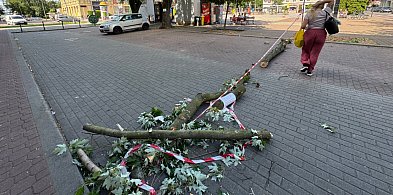 Kolejna wycinka na Placu AK!-98773