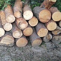 zdjecie ogloszenia