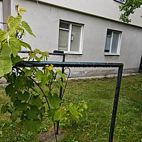 zdjecie ogloszenia