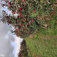 zdjecie ogloszenia