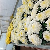 zdjecie ogloszenia