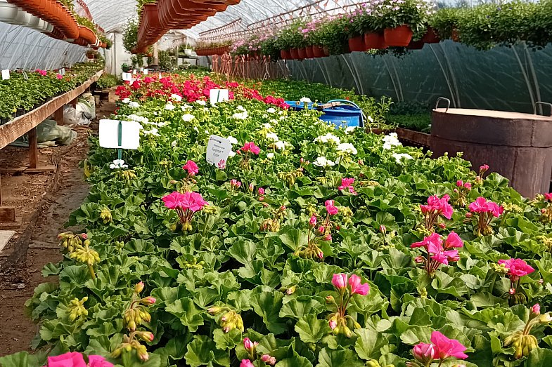 zdjecie ogloszenia