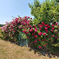 zdjecie ogloszenia