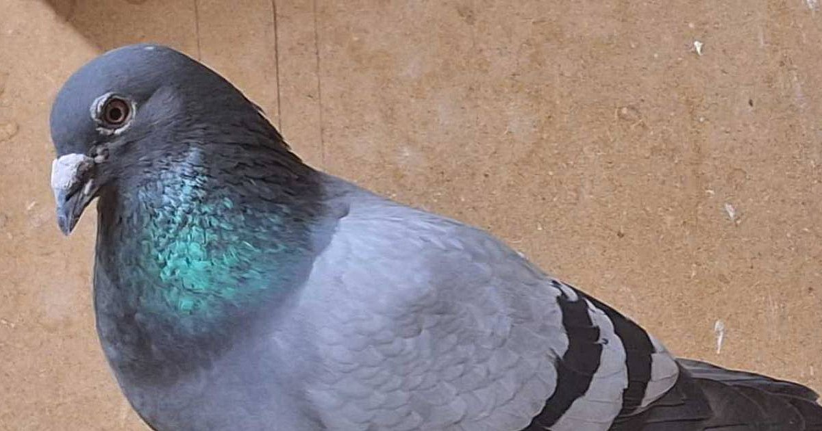 Przywłaszczył cennego gołębia. Interwencja policji - HEJ.MIELEC.PL