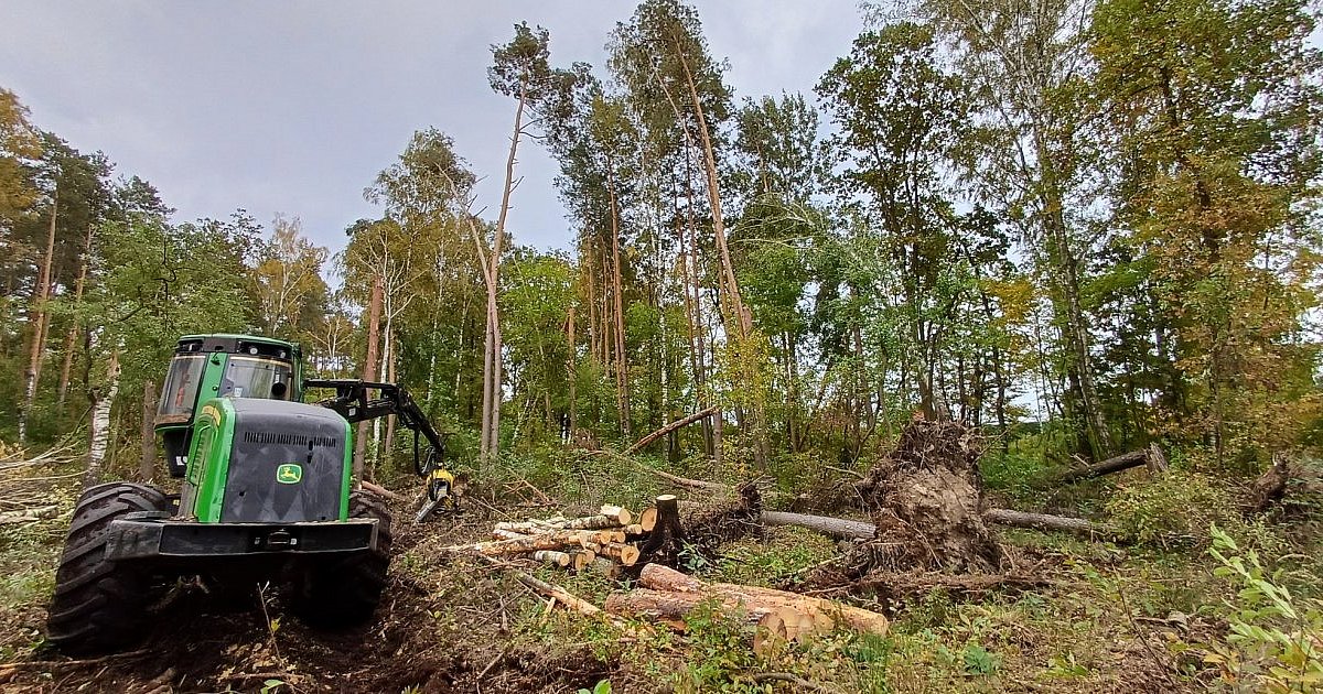 Wycinka drzew przy ul. Królowej Jadwigi. Sprzątanie po wichurze - HEJ.MIELEC.PL