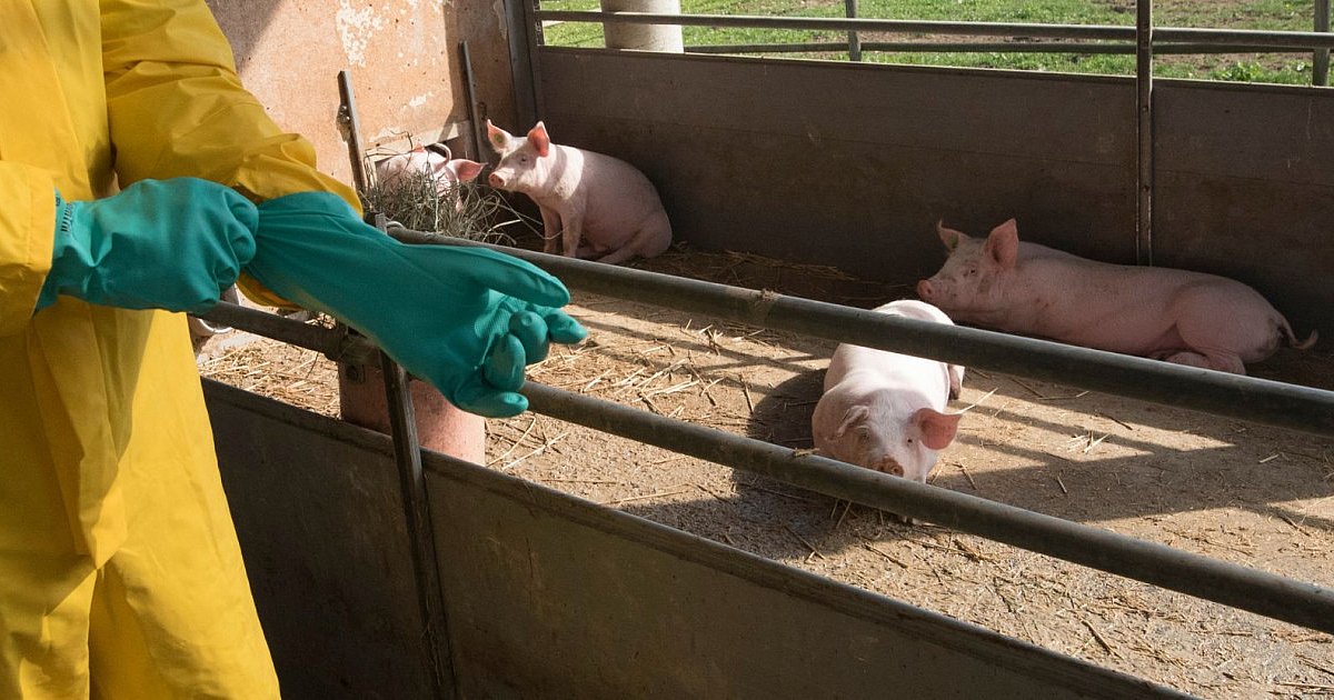 Jest decyzja Komisji Europejskiej ws. powiatu mieleckiego! Chodzi o ASF - HEJ.MIELEC.PL