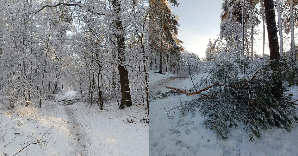 Uwaga w lasach! Nadleśnictwo Mielec ostrzega przed okiścią - HEJ.MIELEC.PL