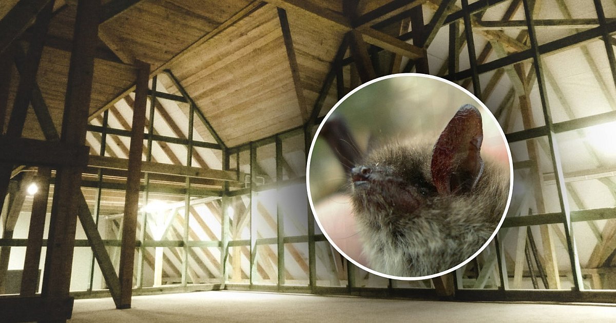 W Mielcu powstał pierwszy wolier dla nietoperzy - HEJ.MIELEC.PL