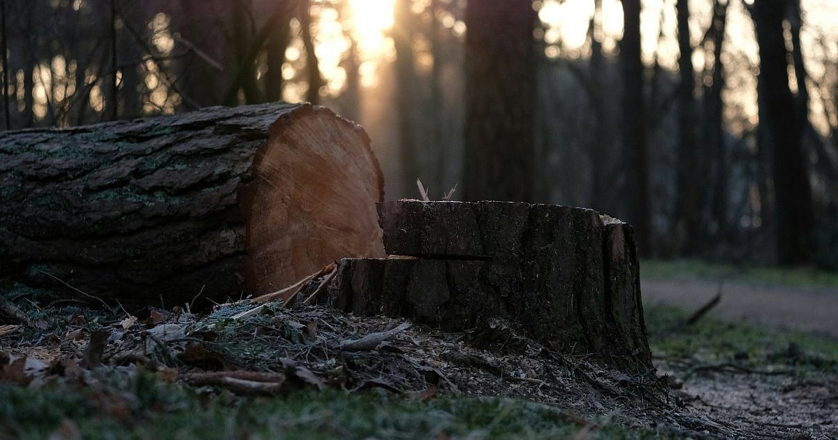 11 ofert na wycinkę drzew. Jakie kwoty? - HEJ.MIELEC.PL